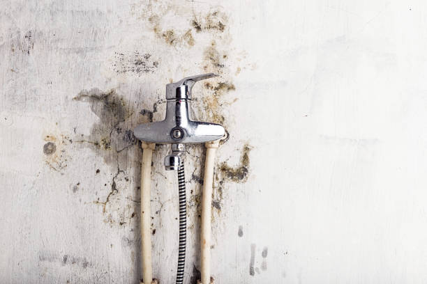 Best Residential Mold Remediation in Fort Mohave, AZ